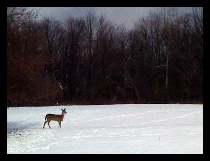 A whitetail deer forages for food